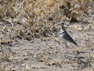 Double banded courser bird standing alert in golden grass in Serengeti National Park, Tanzania