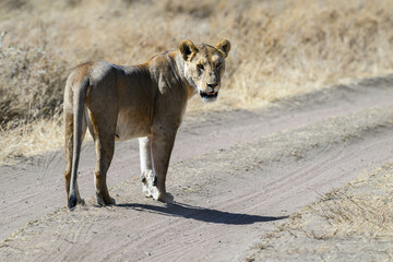 Lioness standing on the road in savannah 