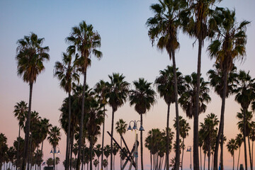 Fototapeta premium Rows of palm trees in the sunset sky in Venice Beach California