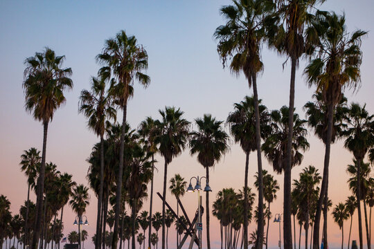 Rows of palm trees in the sunset sky in Venice Beach California