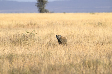 Spotted Hyena resting in Serengeti National park in the dry season, Tanzania, East Africa