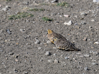 Chestnut-bellied Sandgrouse resting on the ground in savannah, Tanzania