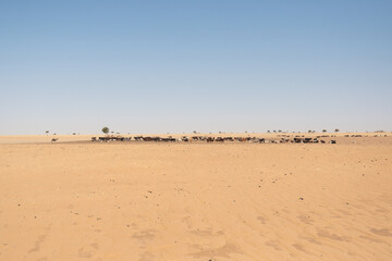 Fototapeta na wymiar Ganado en el desierto de Ennedi, Chad
