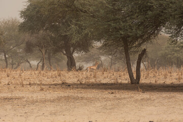 gacela en los alrededores del Lago Chad, África Central