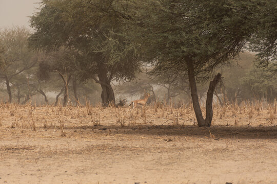 gacela en los alrededores del Lago Chad, &Aacute;frica Central