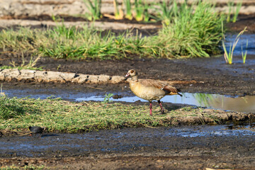 Egyptian Goose foraging in Serengeti National Park in Tanzania