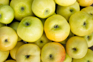 yellow-green delicious, juicy apples close-up