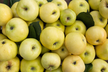 yellow-green delicious, juicy apples close-up
