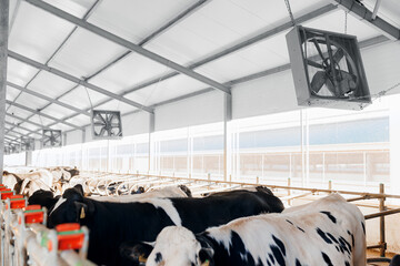 Fan for extracting methane gas from life of cows, ventilation exhaust in barn of cattle. Concept...