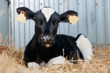 Closeup portrait of holstein calf cow lying in straw inside dairy farm with sunlight
