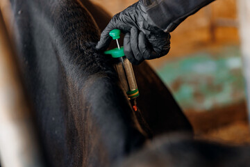 Veterinarian gives injection syringe to cow. Concept vaccine for health care of cattle on livestock...