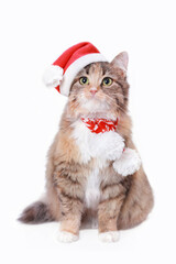 Christmas Cat on white background. Studio portrait of a cat wearing Santa Claus xmas red cap. Merry Christmas. Greeting card. Happy New Year 2024. Cat with Santa hat looks  up. Copy space 