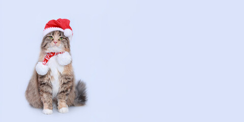 Christmas Cat on white background. Studio portrait of a cat wearing Santa Claus xmas red cap. Merry Christmas. Greeting card. Happy New Year 2024. Cat with Santa hat looks at the camera. Copy space 