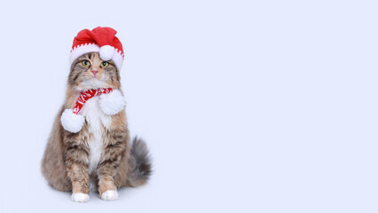 Cat wearing red Santa Claus hat. Christmas cat card. Santa's helper. Beautiful Cat with Santa hat on white background. Happy New Year 2024. Celebration. Holiday concept. Web banner with copy space