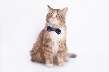 Portrait of a Cat with a blye butterfly on a light background. Animal background. Isolated Kitten in on white background. Beautiful funny Kitten with a red bow tie. Cat posing at camera. Animal theme