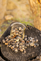 An overflowing cup full of fired bullets that were found in the desert
