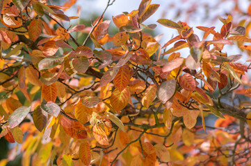 amelanchier lamarckii shadbush colorful autumnal shrub branches full of beautiful red orange yellow leaves in sunlight