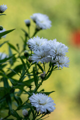 Symphyotrichum novi-belgii beautiful flowering plant, white full flower petal New York aster in bloom, green leaves
