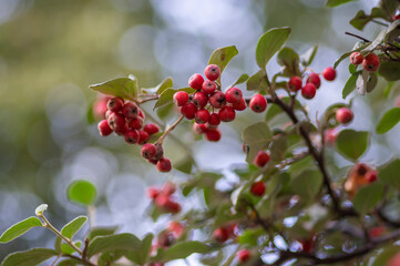 Cotoneaster integerrimus red autumn fruits and green leaves on branches