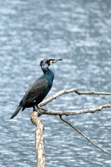 A cormorant in breeding plumage