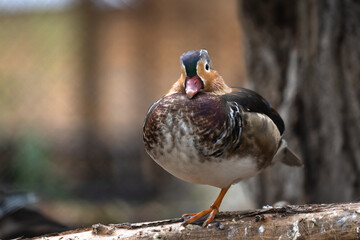 Mandarin duck stands on a branch