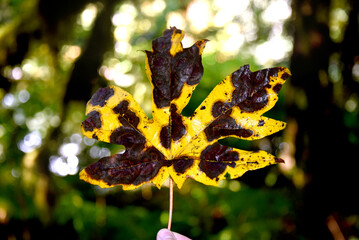 Big Blighted Oak Tree Leaf