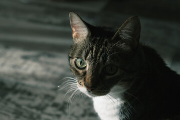 Close-up of a tabby cat with striking green eyes, gazing away thoughtfully in a dimly lit room.