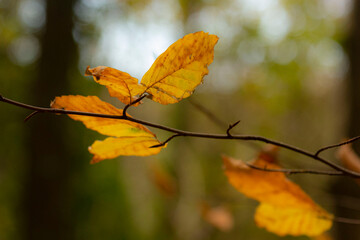autumn leaves in the sun
