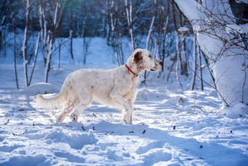 A charming young white English Setter dog walks through the snow in the winter forest. Hunting dogs.