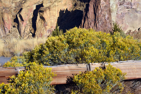 Blooming Yellow Flowers on Rabbit Brush