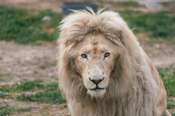 Beautiful mature lion