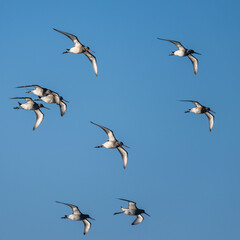 Black-tailed Godwit, Limosa limosa, birds in flight over Marshes at winter time