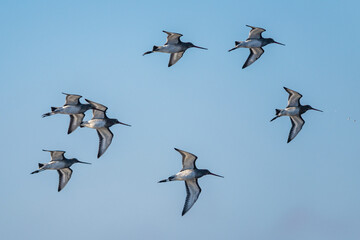 Black-tailed Godwit, Limosa limosa, birds in flight over Marshes at winter time
