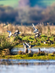 Eurasian Wigeon, Mareca penelope, birds in flight over Marshes