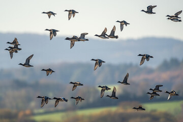 Eurasian Wigeon, Mareca penelope, birds in flight over Marshes