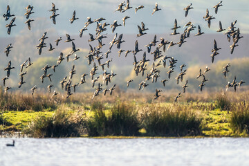 Eurasian Wigeon, Mareca penelope, birds in flight over Marshes