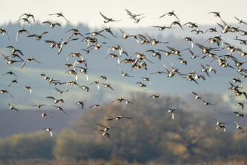 Eurasian Wigeon, Mareca penelope, birds in flight over Marshes