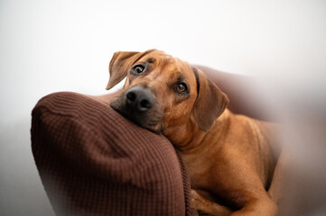Hund liegt auf einer Couch und schaut mit großen Augen