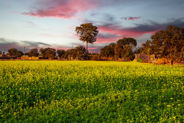 sunset over the mustard field in the village