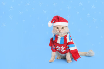 Portrait of a red cat against a blue background. Funny Cat wearing warm red sweater, scarf and Santa Claus xmas red cap. Place for text. Beautiful Kitten ready for cold winter. Happy New Year. Snow