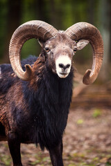Steinbock in einem Wildpark
