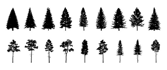 Set of conifer and fir tree silhouettes, black shapes on white background for forest designs. Vector illustration