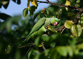 Rose-ringed parakeet eating fresh green carambola fruit in a tree.