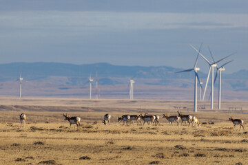 Pronghorn Antelope Herd Among Windmills in Central Wyoming © Kyle Spradley