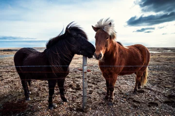 Foto op Canvas Island Ponys © David