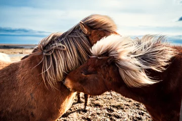 Fotobehang Island Ponys © David