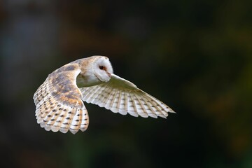 Fototapeta premium Beautiful barn owl during flight, Tyto alba