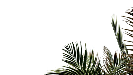 Naklejka premium coconut leave nature transparent cut out forest isolated background 3d render.