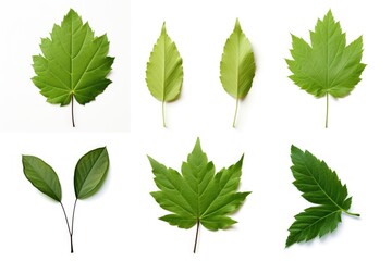 Four different types of leaves are arranged on a white surface. This versatile image can be used for various purposes