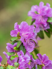 Fototapeta premium Pink flowers of Siberian rhododendron copy space. Rhododendron dauricum. Spring flowering of Altai rhododendron.